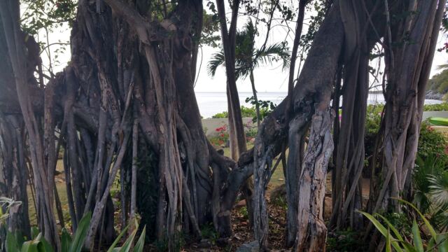 Banyan tree 2