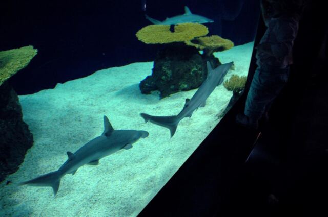 Hammerhead sharks 2