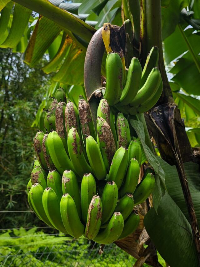 Liamuga Natural Farm tour (27)