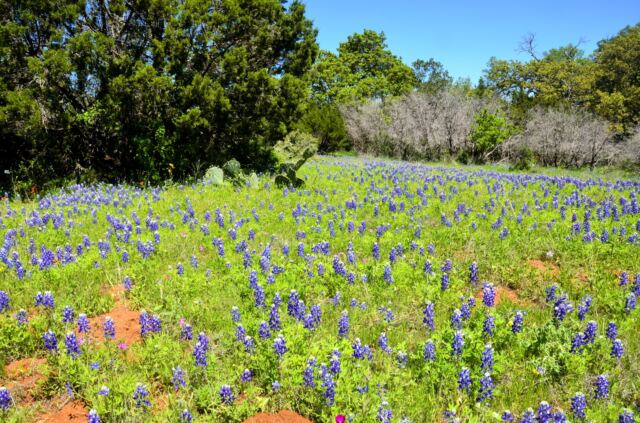 Willow Loop bluebonnet field 7