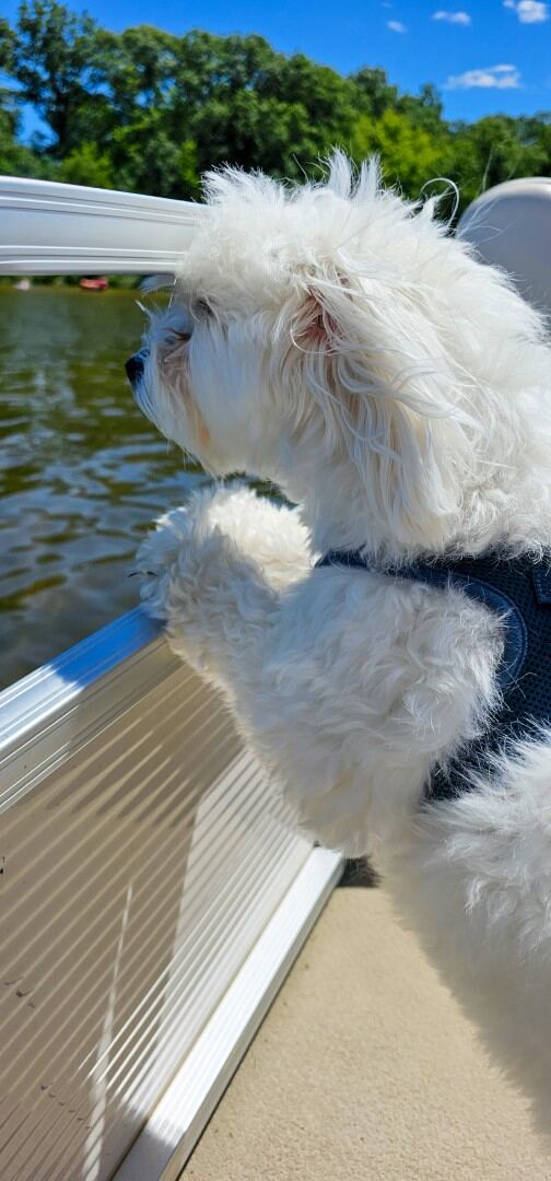 Lake dogs 08