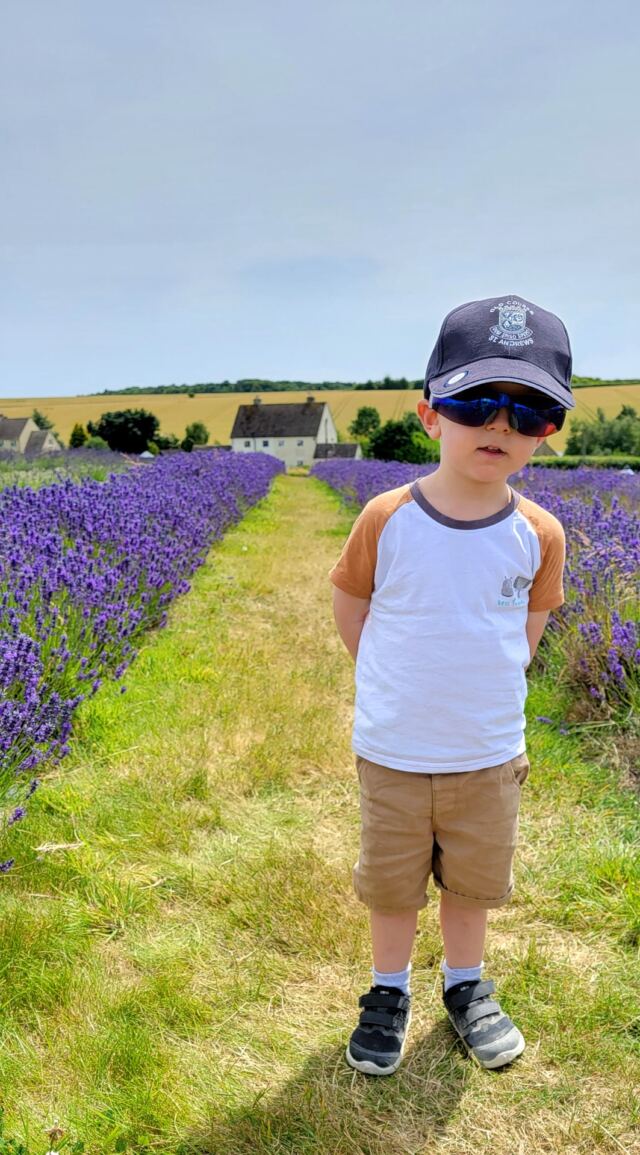 Henry - Cotswold Lavender (2)