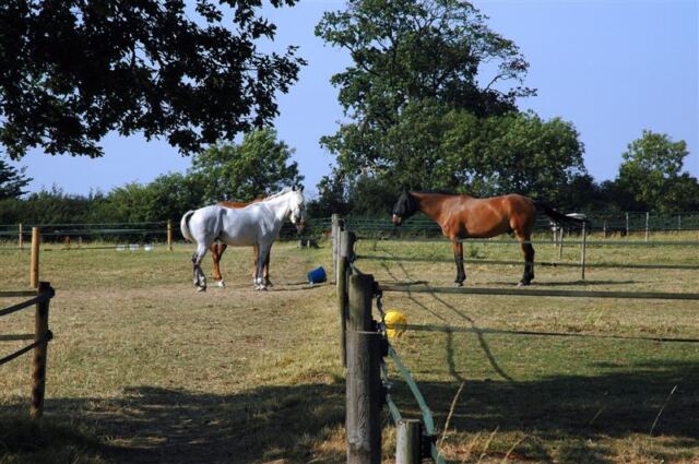 Horses in the Little Charingworth Stud fields