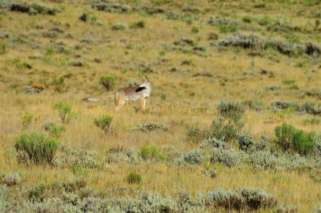 Coyote in National Elk Preserve (3)