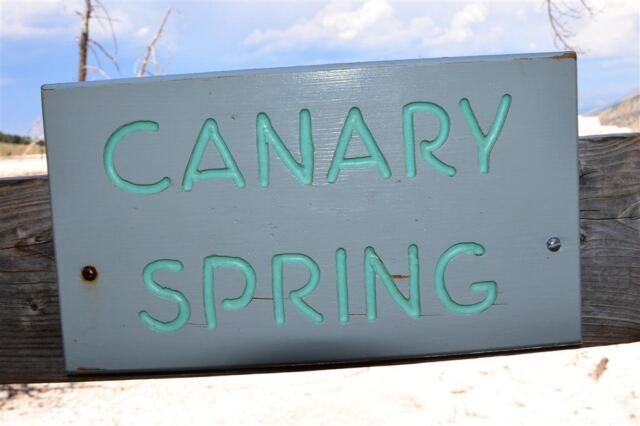 Canary Spring sign