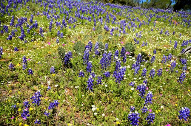 Willow Loop valley bluebonnets and cactus 3