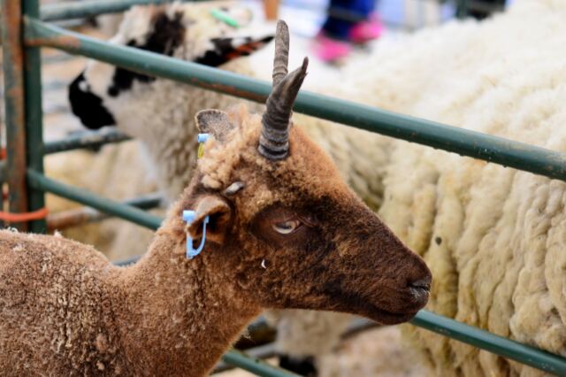 Shipston Wool Fair - sheep (3)
