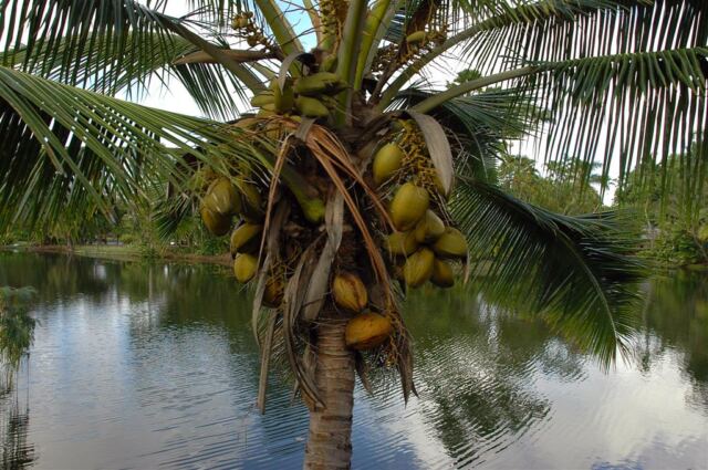 Coconuts!