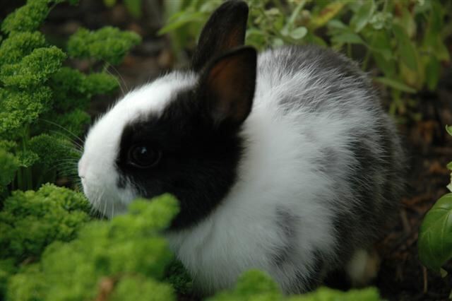 oreo-in-the-garden-8-