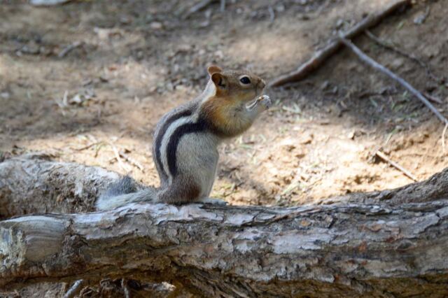 The chipmunks were waiting for us