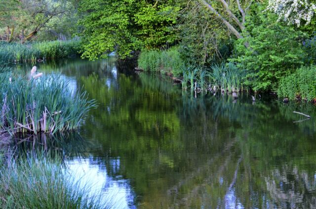 Charingworth pond 2