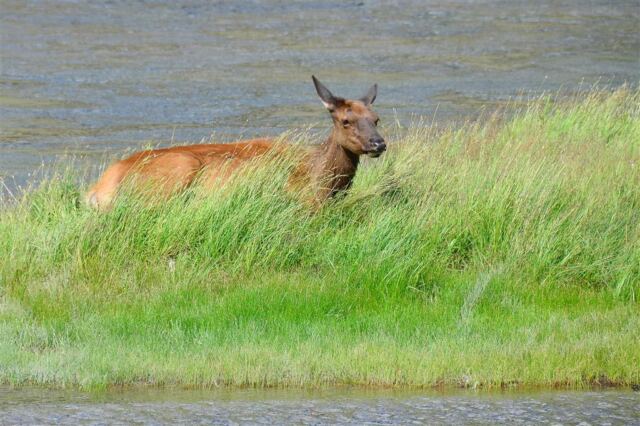 Elk in the stream (5)
