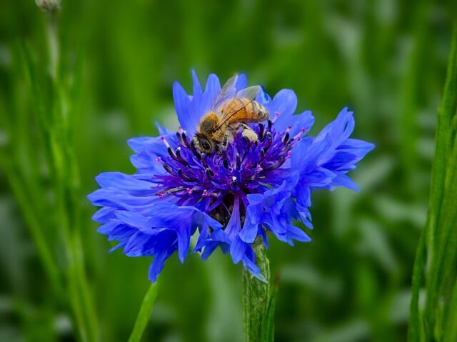 Bee! 3