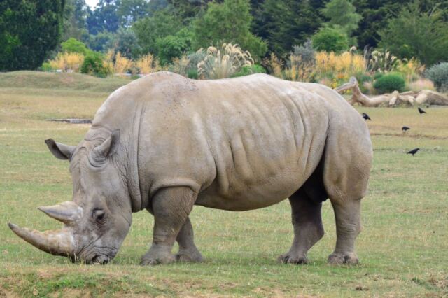 Cotswold Wildlife Park - rhinos (6)