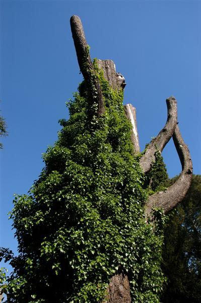 Funky tree