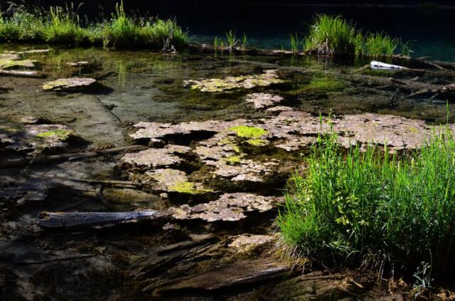 Algae on the clear water