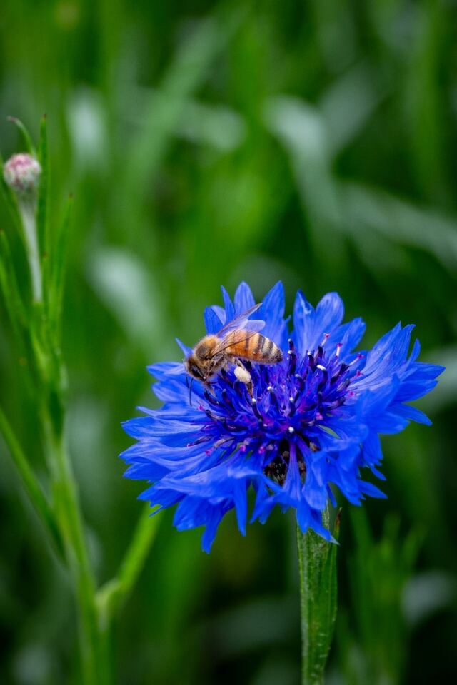 Bee! 2
