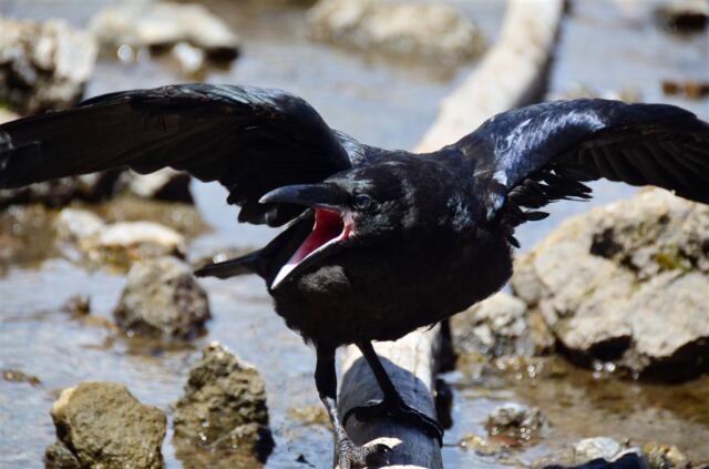 Fairy Falls ravens (4)