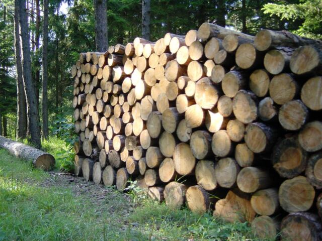 cut-logs-in-the-sunlight
