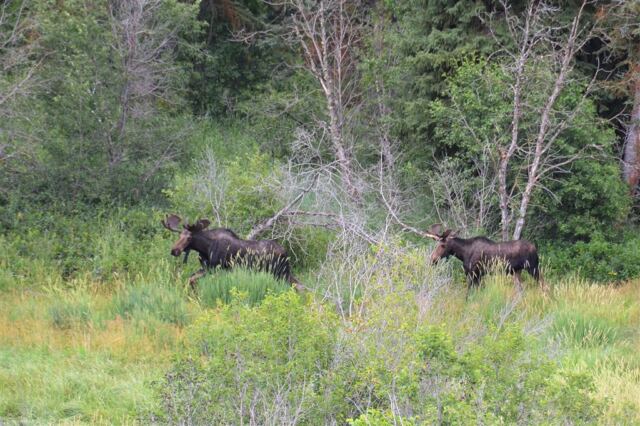 Moose (14)