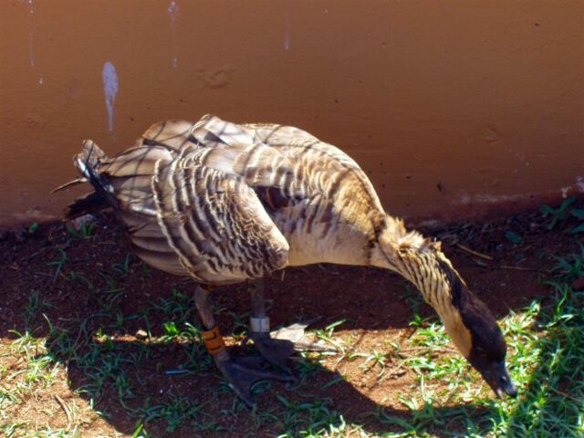 PO - Nene (2)