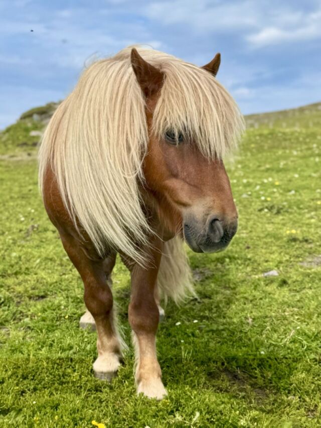 The Shetland Pony Experience 12