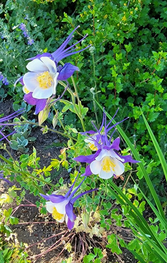 Mountain Columbine 2