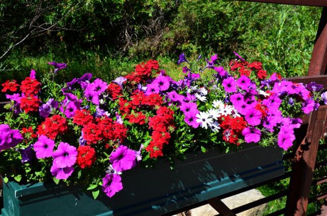 Beaver Creek flowers (1)