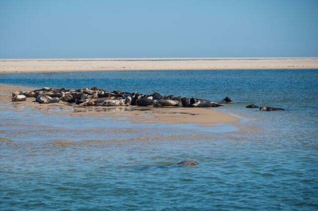 Monomoy Refuge seals 02