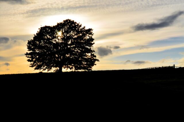 Charingworth oak sunset 1