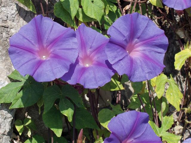 PO - Italian flowers