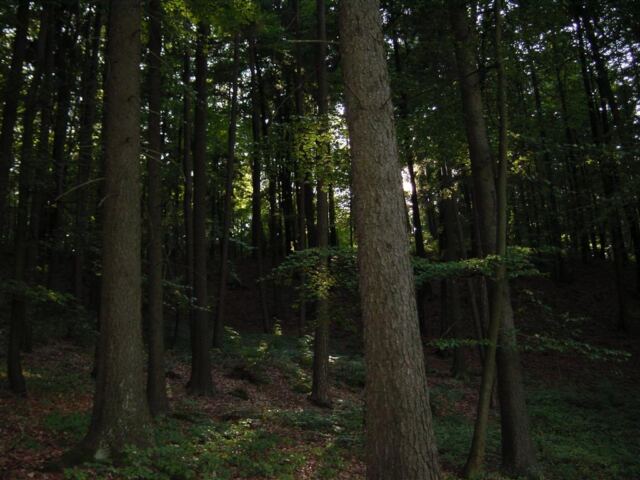 looking-back-through-the-trees
