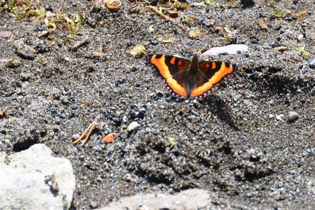 Bright butterfly