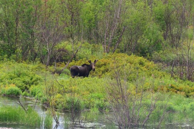 Moose (8)