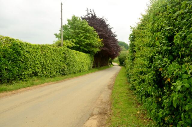 Hedge-lined Cotswolds road