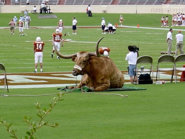 Bevo relaxes before the UNC game
