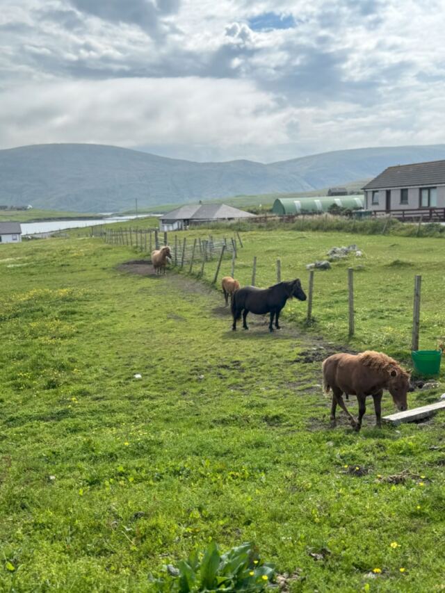 The Shetland Pony Experience 02
