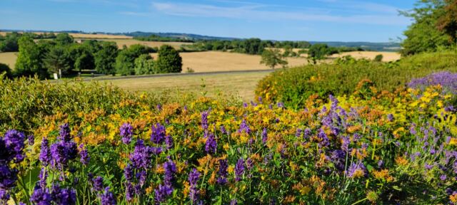 Charingworth - final morning Cotswolds view (2)