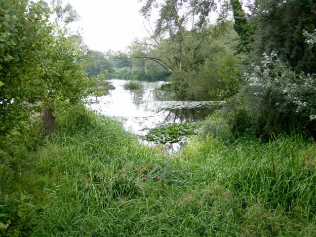 pond-with-lillypads