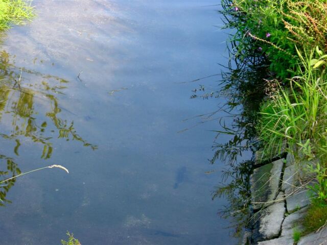 see-the-trout-1