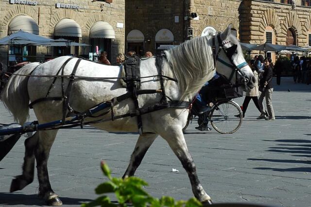 Firenze horse
