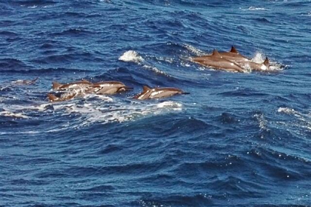 Jumping Dolphins