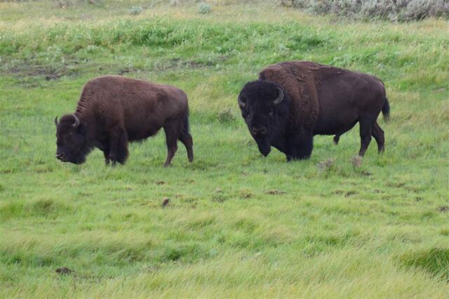Lamar Valley bison (16)