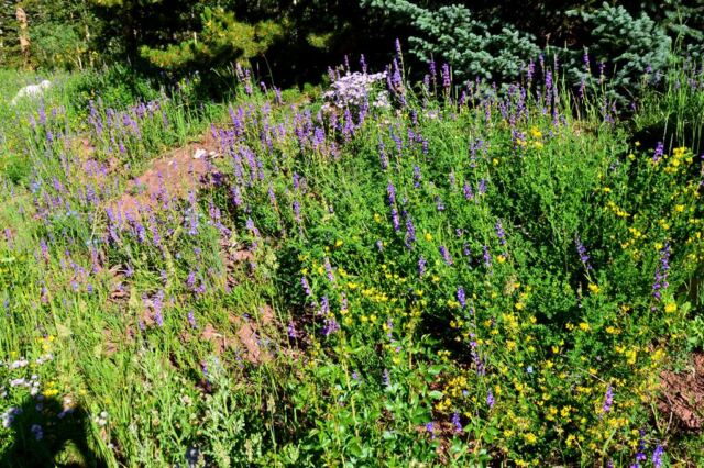 Parking lot wildflowers