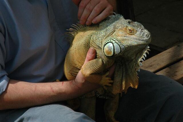 Iguana!