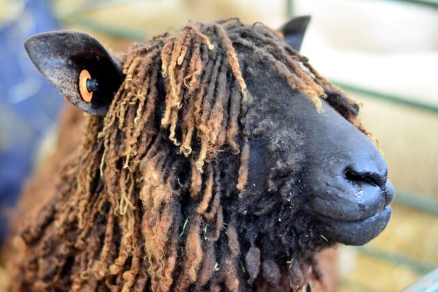 Shipston Wool Fair - sheep (2)