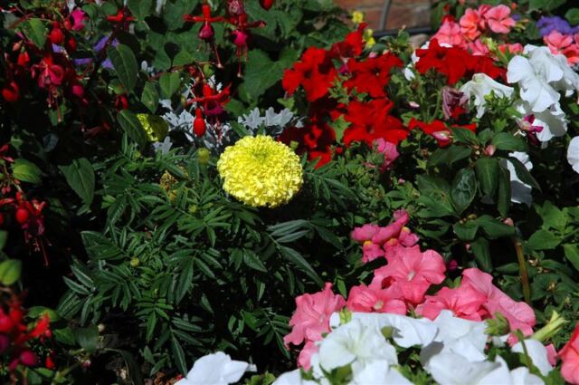 Stratford flowers (4)