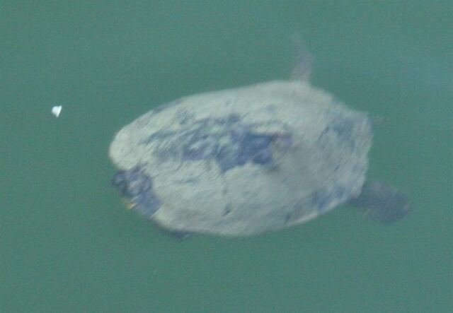 turtle-2-