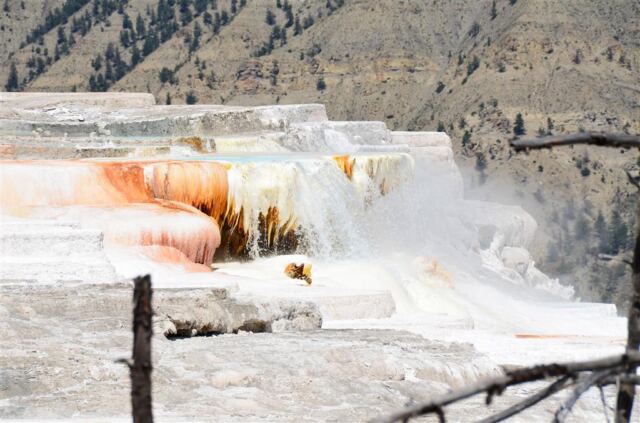 Mammoth Hot Springs Terrace (9)