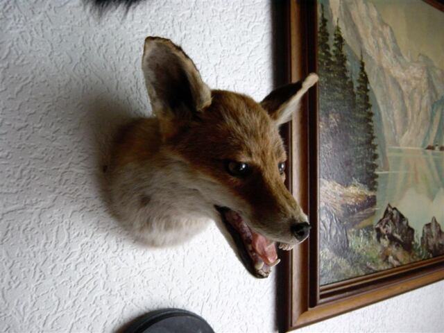 someone-got-my-chihuahua-